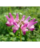 Astragalus sinicus | Chinese Milkvetch | 50 Seeds - €4,06 EUR