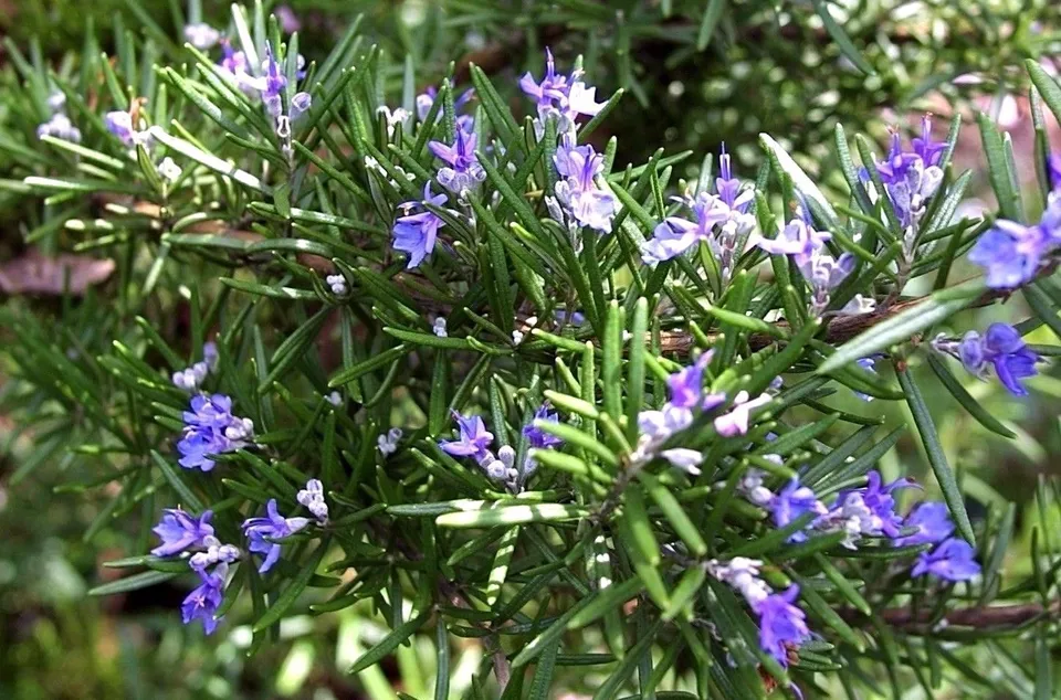 TKBONStore Rosemary Non Gmo Heirloom Variety Sizes Anthos 50 Seeds - $9.32