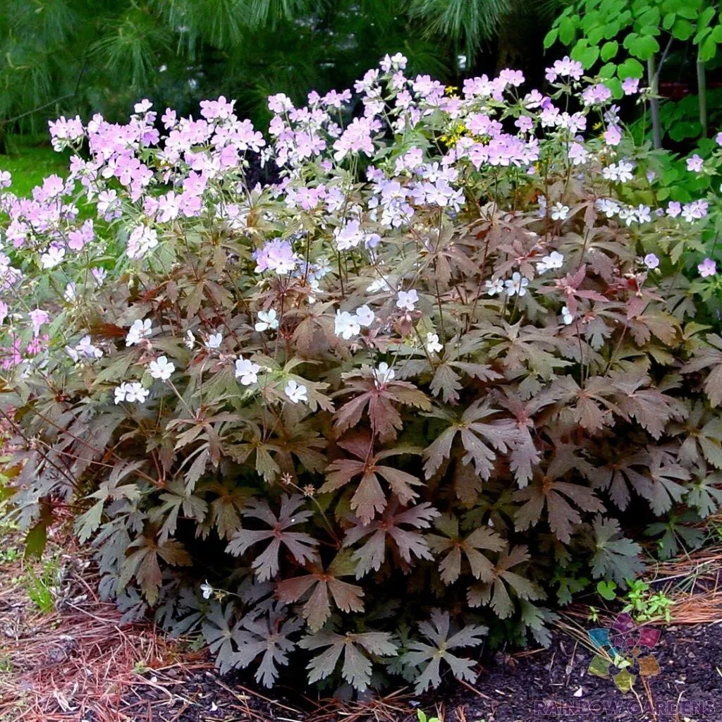 25 Espresso Geranium Seeds Fresh Seeds USA - $9.96