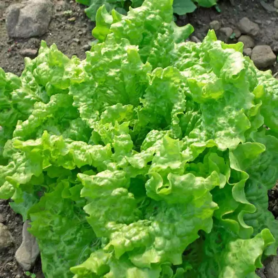 1000 BLACK SIMPSON LETTUCE  VEGETABLE SEEDS FOR GARDEN - $132.27 MXN