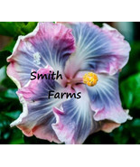 PPA 25+ Seeds Blue Purple Hibiscus Flowers - $6.83