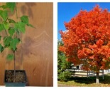 October Glory Maple Tree Live Plant 12&quot;-24&quot; Tall 4 inch cup - £64.44 GBP