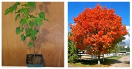 October Glory Maple Tree Live Plant 12&quot;-24&quot; Tall 4 inch cup - £65.25 GBP