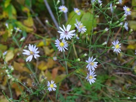 Sky Blue Aster 500 Seeds for Planting | Aster Oolentangiensis | Drought Tolerant - £13.54 GBP
