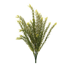 Baby Tears Foliage Bush (Set of 6) - $86.28