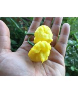 Seed- Lemon Starrburst Pepper (KSLS) Khang Starr Creation - unique, rare... - $2.49+