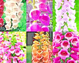Foxglove Mix 2,000 Seedspring Perennial Flowers Pest Resistant - $5.99