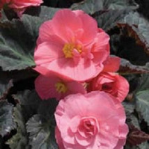 10 Seed Nonstop Begonia Seeds Pink Pelleted Seeds, DIY Home Garden - $30.00