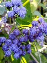 20 Seeds Blue Mistflower Conoclinium Coelestinum Grow Quickly With Heirloom Seed - $8.35