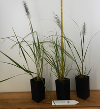 Red Head Fountain Grass (Pennisetum advena)- Red-bronze bottlebrush like plumes - £17.86 GBP+