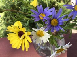 THJAR Daisy Seed Mix Painted 100 seeds pastel blue,yellow white. - $5.99