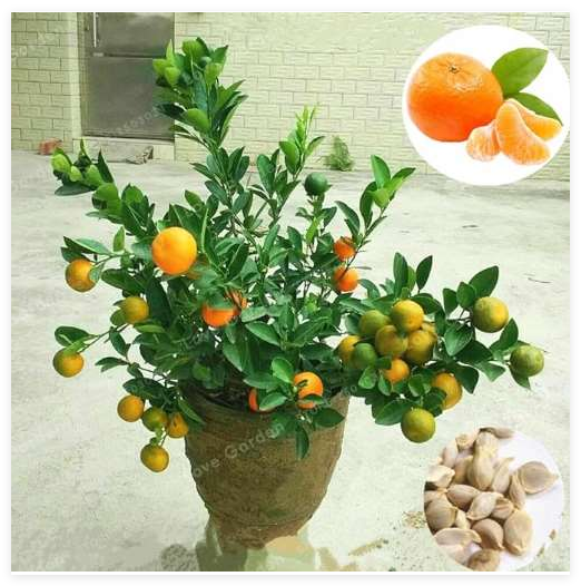 Citrus Reticulata Seed Potted Edible Organic Orange Fruit Fresh USA Ship... - $14.90