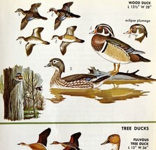 Wood Duck Tree Duck Varieties And Types 1966 Color Bird Art Print Nature... - £15.73 GBP
