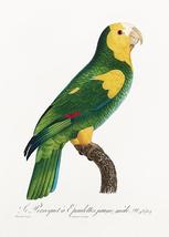 Yellow-Shouldered Amazon - 1800's - Francois Levaillant Bird Illustration Magnet - $11.99