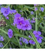 Ohio Spiderwort Wildflower Seeds, Bluejacket, Widow's Tears, FREE SHIPPING - $1.77 - $37.41