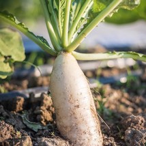 White Radish Seed White Icicle Radish Daikon Radish Seed 125 Seeds Per Pack Usa  - £6.27 GBP