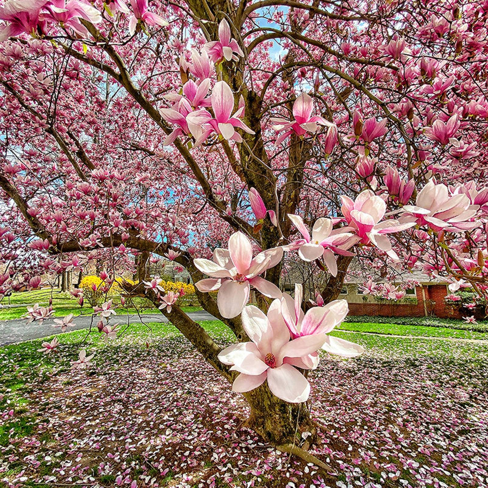 Saucer Magnolia Tree (Magnolia Soulangeana) Seeds Garden