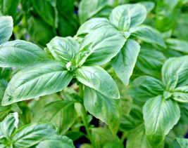 ArfanJaya 400 Genovese Basil Seeds Organic Herb Fresh Pesto Patio Summer - £6.59 GBP