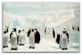 Emperor Penguins Natural History Museum Chicago IL UNP Chrome Postcard Q24 - £2.30 GBP