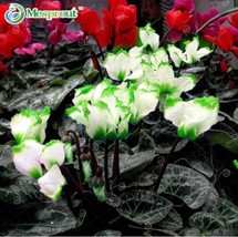 USA SELLER Green Edge White Cyclamen Flower Seed Perennial Flowering Plants Cycl - $13.82