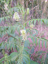 20 Seeds Licorice American Wild Licorice - £9.02 GBP