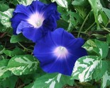 20 Variegated Foliage Sun Smile Blue Morning Glory Ground Cover Seeds - $6.58
