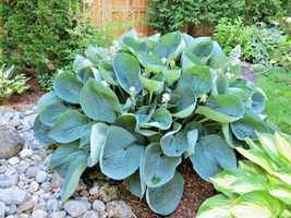 THJAR 20 Abiqua Drinking Gourd Hosta Seeds - £7.57 GBP