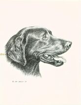 # 66 BLACK LABRADOR RETRIEVER dog art print * Pen and ink drawing * Jan ... - $12.50
