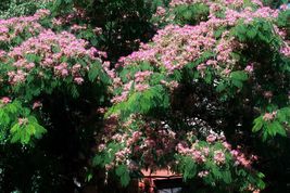 FREE SHIPPING 30 Pre-Stratified seeds Silk Tree {Albizia julibrissin} Exotic  - £10.37 GBP