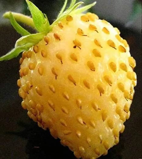 Primary image for Fresh 50 Yellow Alpine Strawberry Seeds For Planting Non Gmo Fruit Garden