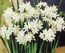 HSE (6) Paperwhites Narcissus for Indoor Pots or Outdoor Beauty Bulbs - £25.91 GBP