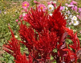 FA Store 500 Seeds Celosia Scarlet Plume Heirloom Red Cutflowers Plumed Cockscom - £7.57 GBP