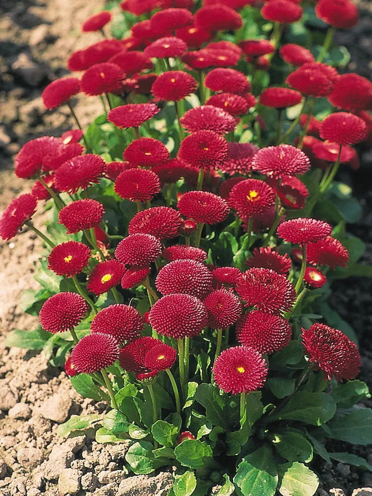 FA Store 200 Pcs/Bag Bellis Perennis Seeds Dark Red Heart - $6.48