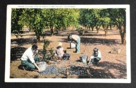 Prune Picking Harvest Time Fruit Santa Clara Valley CA Tichnor Postcard c1920s - £7.98 GBP