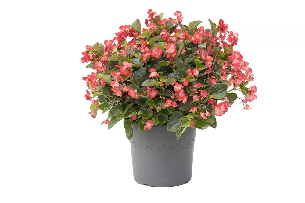 G_S Viking Begonia Seeds 15 Pelleted Seeds Viking Begonia Coral Flame Green Leaf - $18.12