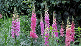 2000 Digitalis Foxglove Mixed Color Seeds Non Gmo Fresh Gardening USA SELLER - $7.96