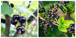 1 SEABROOKS Black Currant Live Plant - £50.96 GBP