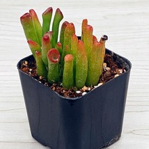 Succulent Pot Plant - Crassula Ovata Gollum Jade - Live Plants In 2&quot; Pot - $123.10 MXN