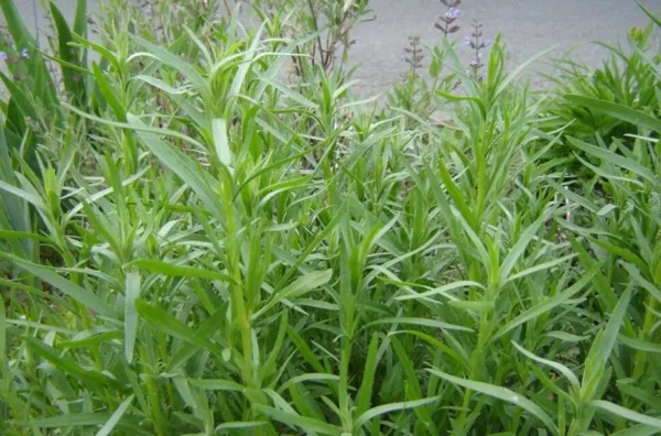 Russian Tarragon Seeds 300+ Herb Perennial Heirloom Usa Garden - £3.52 GBP