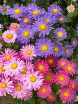 SGHOST Chinese Aster Seeds Farm Mix Flower Seeds Mixed Asters Annual50Ct USA Sel - £6.31 GBP