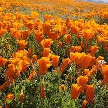ORANGE CALIFORNIA POPPY SEEDS Eschscholzia californica 1000 Seeds for Pl... - $17.00