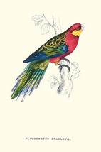 Stanley Parakeet Male - Platycercus Icterotis by Edward Lear - Art Print - $21.99+