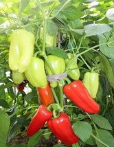 Organic Green Red White Hot Chilli Pepper Vegetables, 20 Mixed Seeds  - £8.06 GBP