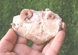 Douvilleiceras Ammonite &amp; Gastropod Fossils – Genuine Cretaceous Plate A... - $26.73