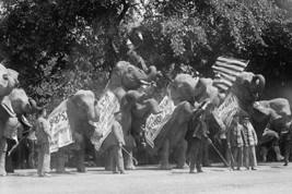 Circus Elephants Visit the White House - Art Print - £17.29 GBP+
