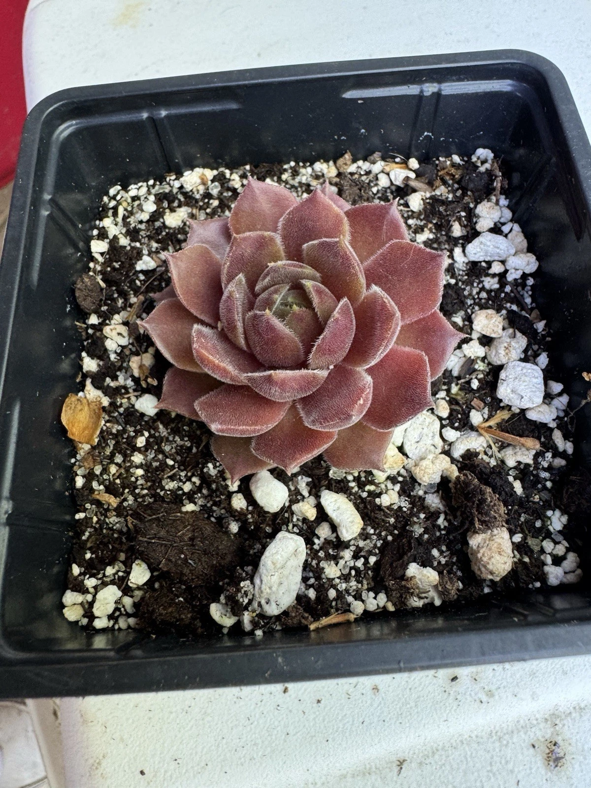 Sempervivum Downland Queen Live Plant Cold Hardy Succulent Hens &amp; Chicks - $18.35