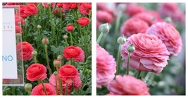 3 Italian Ranunculus - Success Fragolino Flower Bulbs - Garden Plant - £38.60 GBP