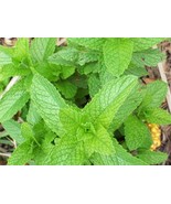 MBK Astrantia Sparkling Stars Mix 3 Plant Roots Summer Flower Fast Ship - €57,98 EUR
