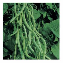 40 Seeds Kentucky Wonder 125 Pole Green Bean Seeds NON-GMO - £10.93 GBP