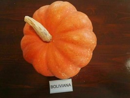 Boliviana Pumpkin - Cucurbita maxima - 10+ seeds - (C 041) - £2.11 GBP